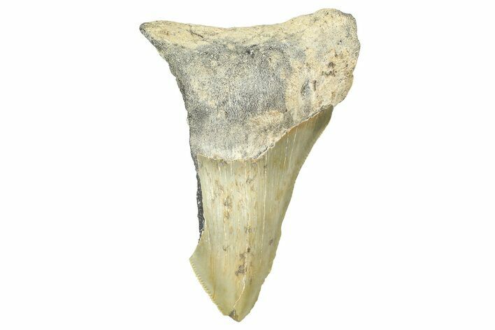 Partial, Fossil Megalodon Tooth - North Carolina #371544